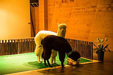 模拟经营游戏《魔女酒馆》Steam页面上线 明年5月发售